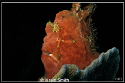 Giant frog fish. Deep Six, Similan Islands by Kaye Smith 
